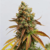 ROYAL QUEEN SEEDS - SPECIAL QUEEN #1 STRAIN - FEM PHOTO - Image 2