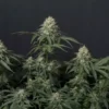 FAST BUDS - TROPICANA COOKIES FF STRAIN - FEM PHOTO - Image 6