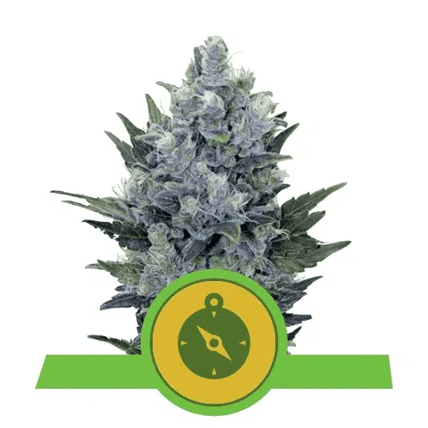 ROYAL QUEEN SEEDS - NORTHERN LIGHTS AUTOMATIC STRAIN - AUTO FEM
