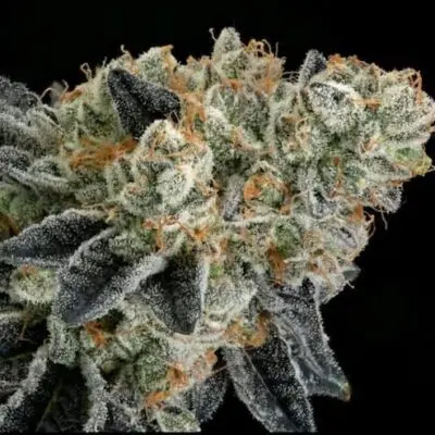 End Game RBX EC#4 Line | Ethos Genetics | FEM Photoperiod Seeds