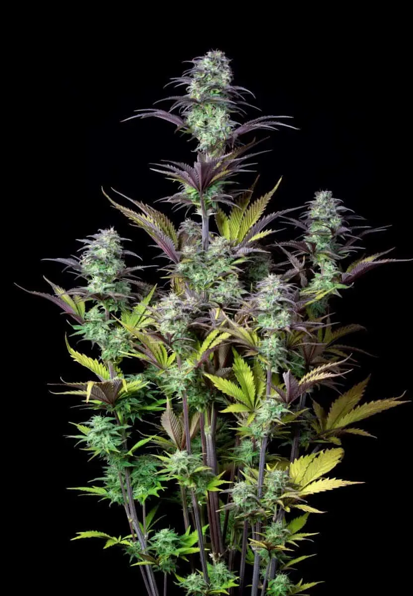 Original Blueberry Auto