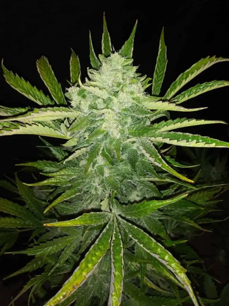 TASTEBUDZ – MIMOSA STRAIN – AUTO FEM