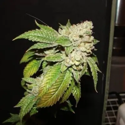 Larry OG Kush | Cali Connection | FEM Photoperiod Seeds