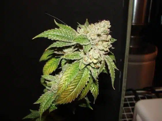 Larry OG Kush | Cali Connection | FEM Photoperiod Seeds