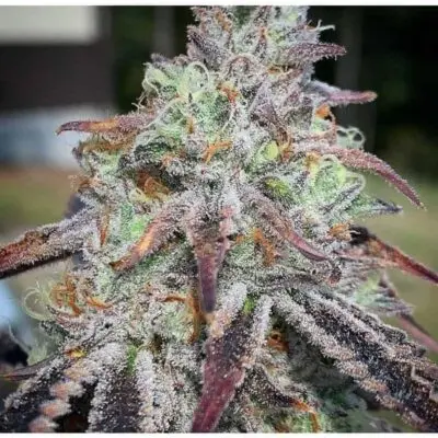 Purple Diesel | Cali Connection | FEM Photoperiod Seeds