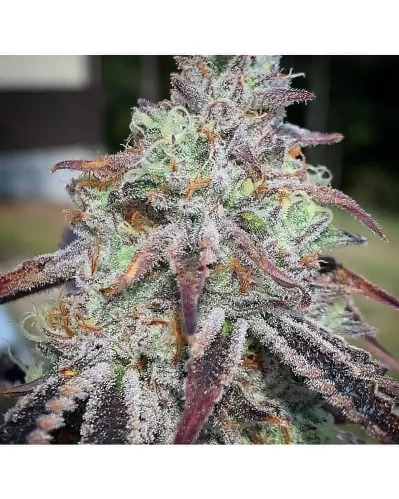Purple Diesel | Cali Connection | FEM Photoperiod Seeds