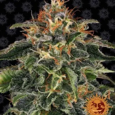 Moby Dick | Barney's Farm | FEM Photoperiod Seeds