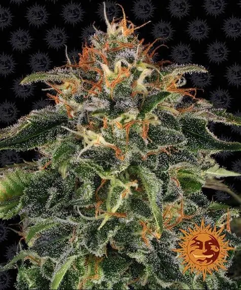 Moby Dick | Barney's Farm | FEM Photoperiod Seeds