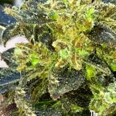 Boss Hogg | Cali Connection | FEM Photoperiod Seeds