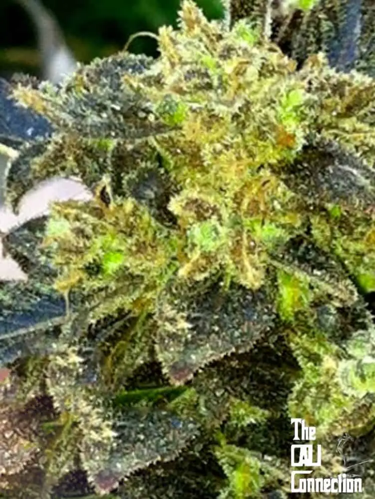Boss Hogg | Cali Connection | FEM Photoperiod Seeds