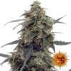 BARNEY'S FARM - TANGERINE DREAM STRAIN - AUTO FEM - Image 6