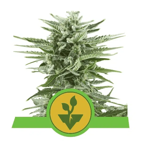 ROYAL QUEEN SEEDS - EASY BUD STRAIN - AUTO FEM