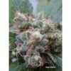 DUTCH PASSION - WHITE WIDOW - FEM PHOTO - Image 3