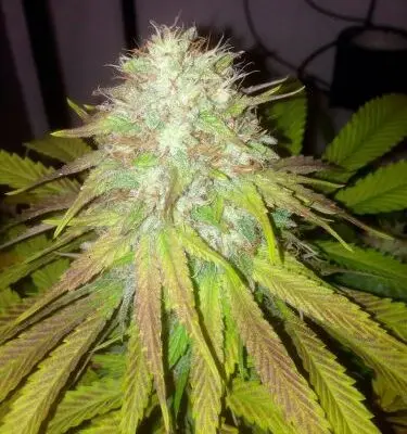 Boss Hog Auto | Cali Connection | FEM Autoflower Seeds