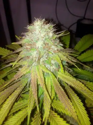 Boss Hog Auto | Cali Connection | FEM Autoflower Seeds