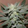 MAGIC STRAINS - BUBBA TROUBLE F4 STRAIN - AUTO FEM - 5 PACK - Image 2