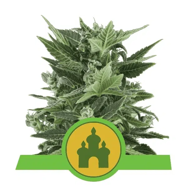 ROYAL QUEEN SEEDS - ROYAL KUSH AUTOMATIC STRAIN - AUTO FEM