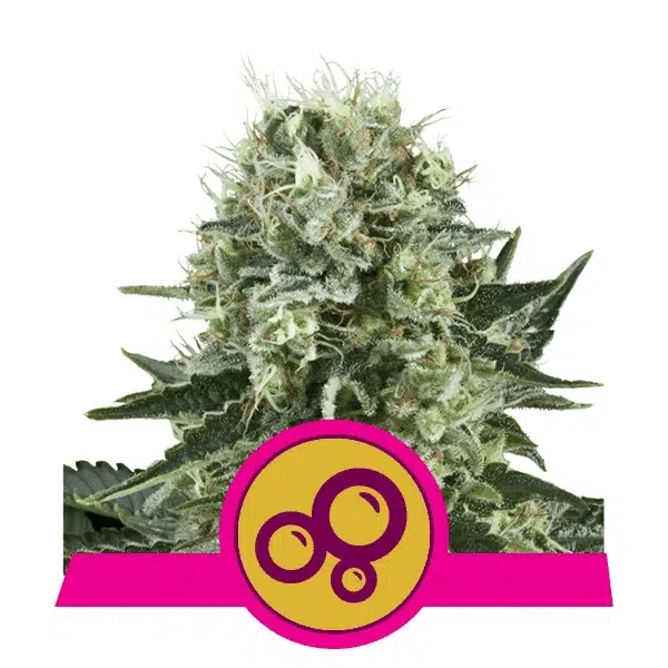 ROYAL QUEEN SEEDS - BUBBLE  KUSH STRAIN - FEM PHOTO
