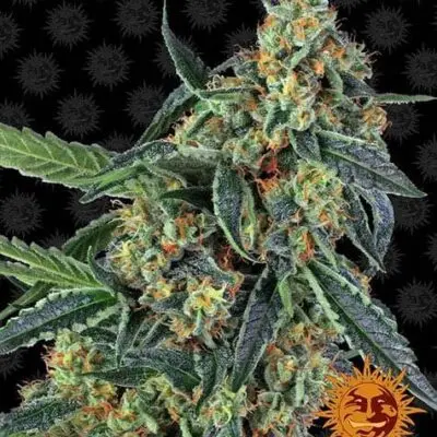 Cookies Kush | Barney's Farm | FEM Photoperiod Seeds