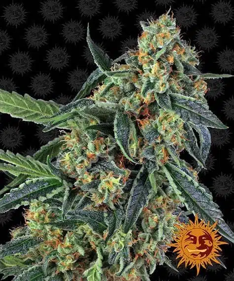 Cookies Kush | Barney's Farm | FEM Photoperiod Seeds
