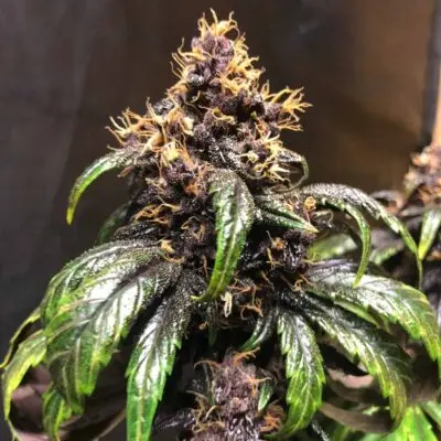 TASTEBUDZ - PURPLE PUNCH STRAIN - AUTO FEM