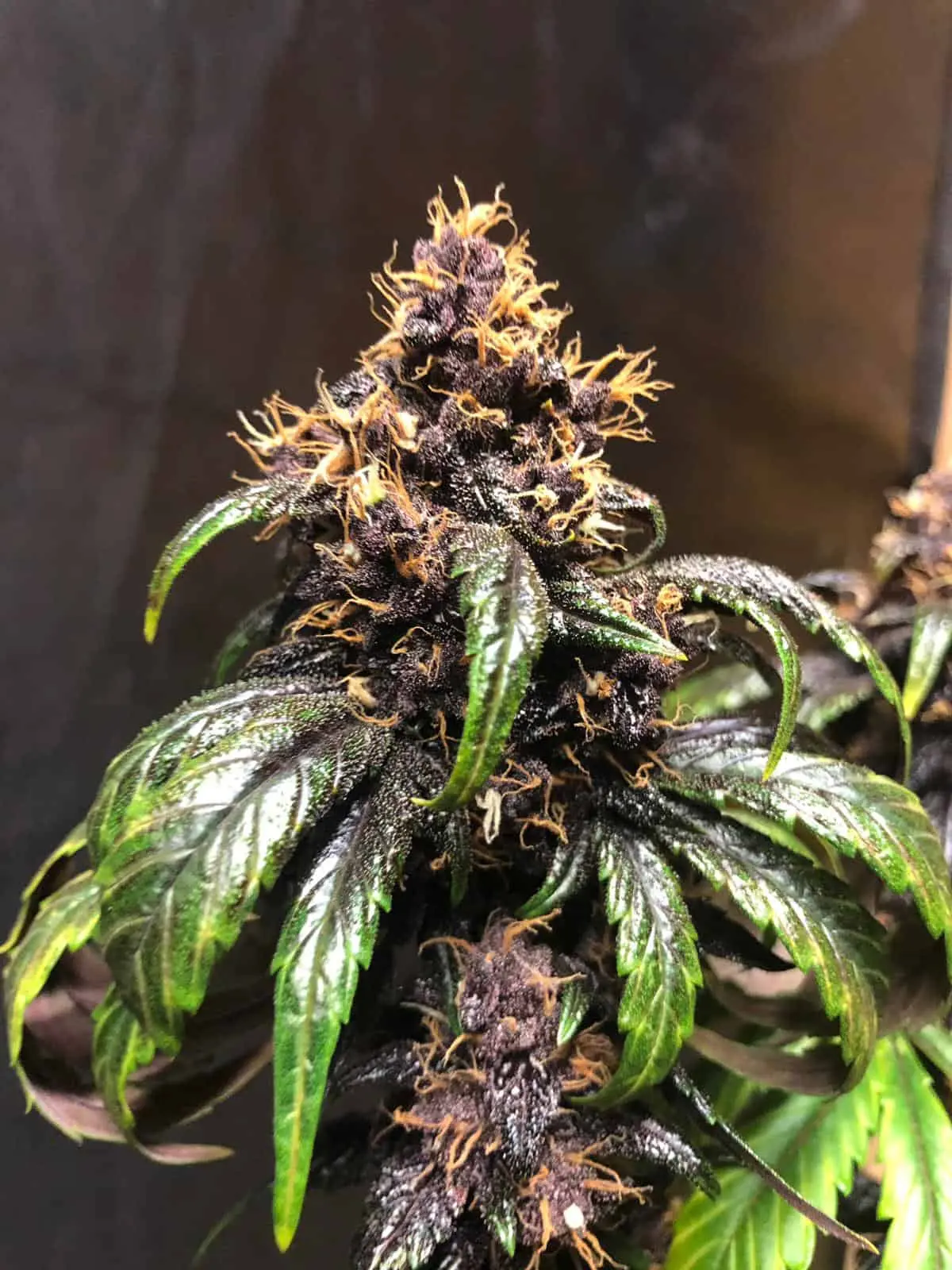 TASTEBUDZ - PURPLE PUNCH STRAIN - AUTO FEM