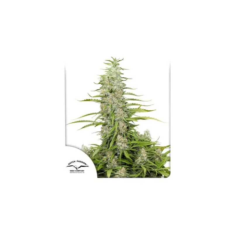 C Vibez | Dutch Passion | FEM Photoperiod Seeds