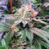 BODHI - SPROUTWAYS  - LAZY LIGHTNING STRAIN - REG PHOTO - Image 2