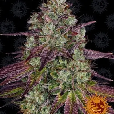 Mimosa Evo | Barney's Farm | FEM Photoperiod Seeds