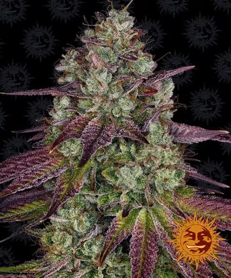 Mimosa Evo | Barney's Farm | FEM Photoperiod Seeds