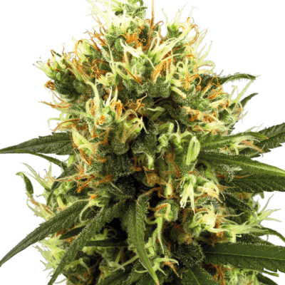 Image of a cannabis plant