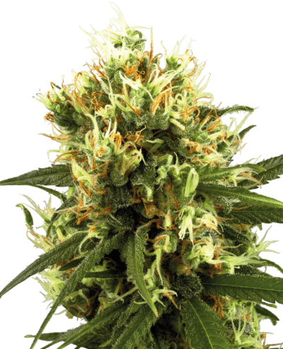 Image of a cannabis plant