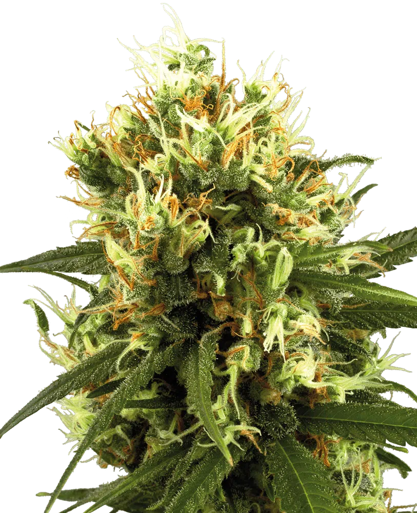 Image of a cannabis plant