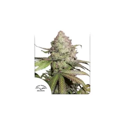 CBD Charlottes Angel Auto | Dutch Passion | FEM Autoflower Seeds