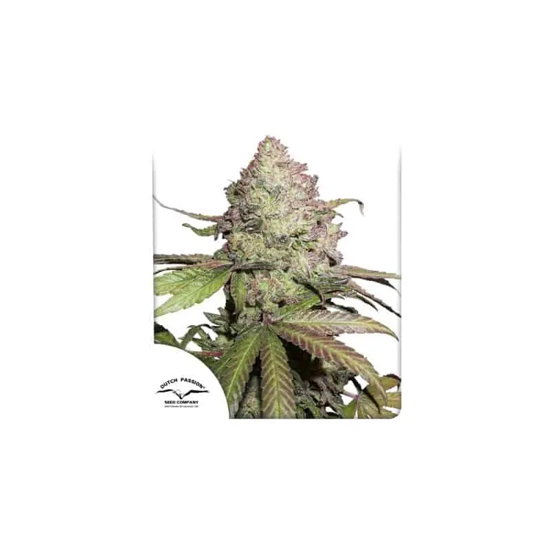 CBD Charlottes Angel Auto | Dutch Passion | FEM Autoflower Seeds