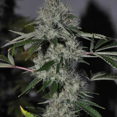 CALI CONNECTION - CHEM 4 OG STRAIN - FEM PHOTO - 6 PACK