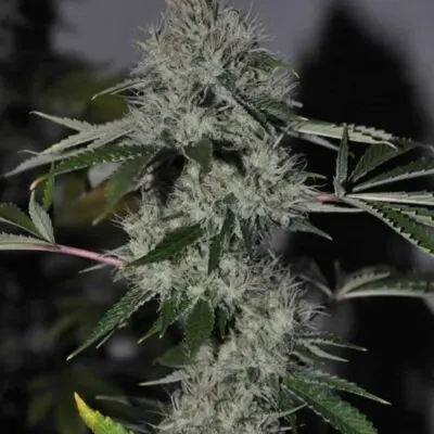 Chem 4 OG | Cali Connection | FEM Photoperiod Seeds