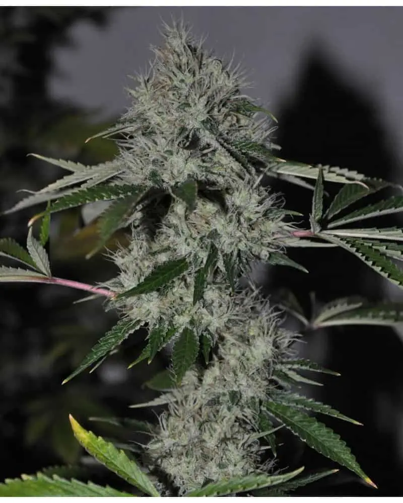 Chem 4 OG | Cali Connection | FEM Photoperiod Seeds