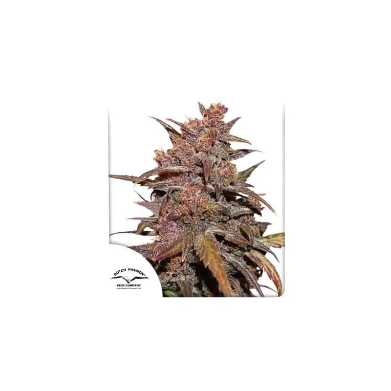 CBD Blackberry Kush Auto | Dutch Passion | FEM Autoflower Seeds