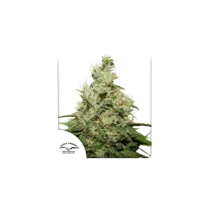 CBD Kush | Dutch Passion | FEM Photoperiod Seeds