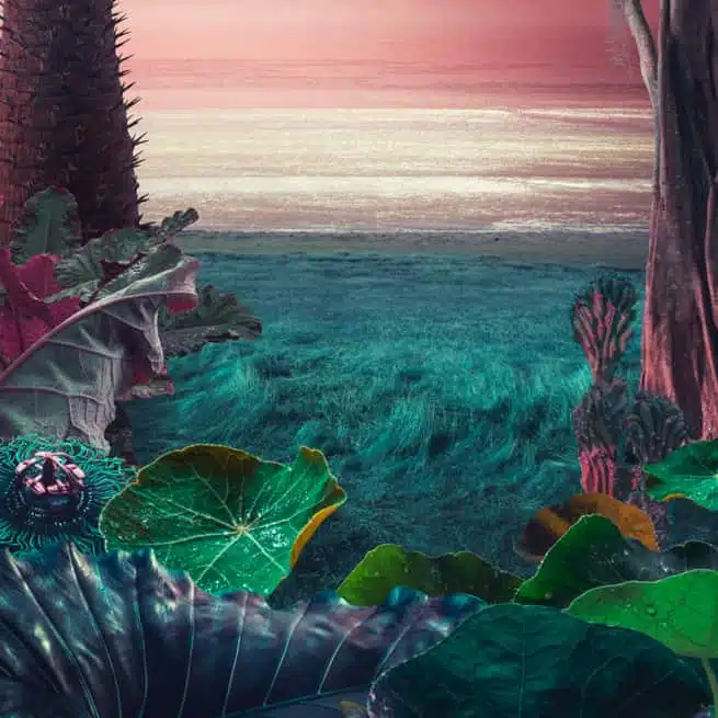 Tropical Thunder Multipack | Ethos Genetics | FEM Autoflower Seeds