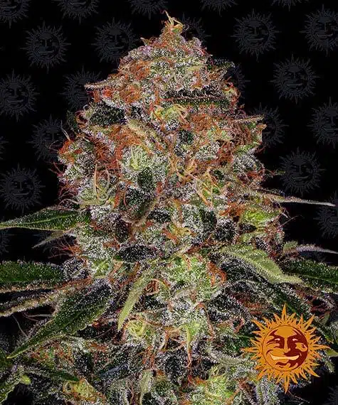 Shiskaberry | Barney's Farm | FEM Photoperiod Seeds