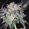 TWENTY20 MENDOCINO - BUBBAWHIP STRAIN - FEM PHOTO - Image 11