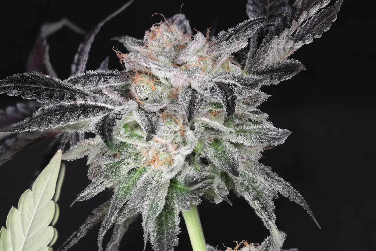 TWENTY20 MENDOCINO – BUBBAWHIP STRAIN – FEM PHOTO