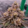 JINXPROOF GENETICS - HELL YEAH STRAIN - REG PHOTO - 12 PACK - Image 5