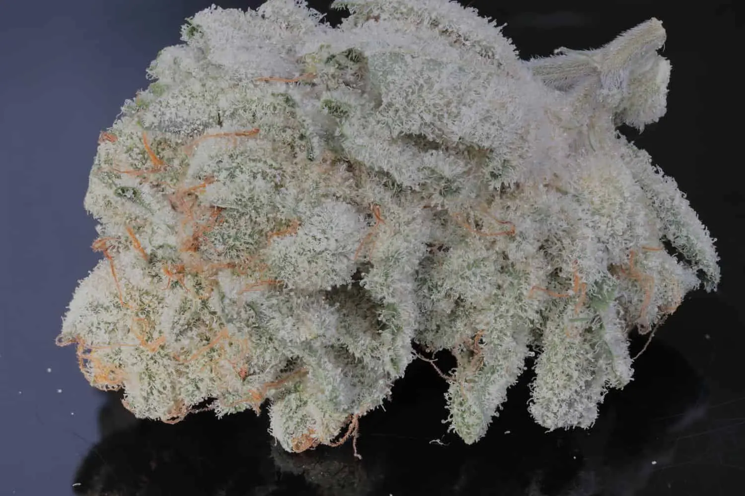 TWENTY20 MENDOCINO – BUBBAWHIP STRAIN – FEM PHOTO