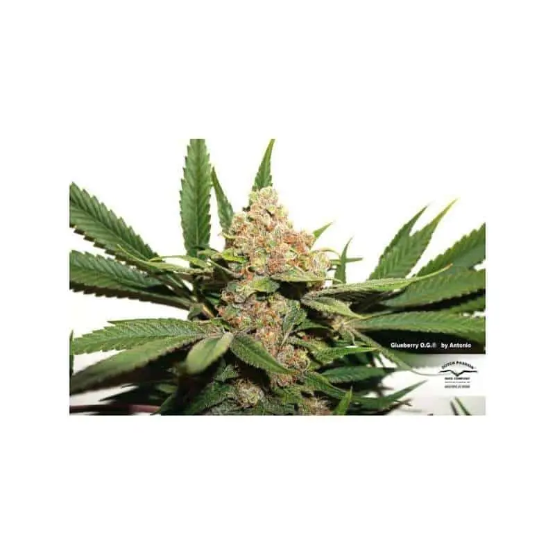 Glueberry OG