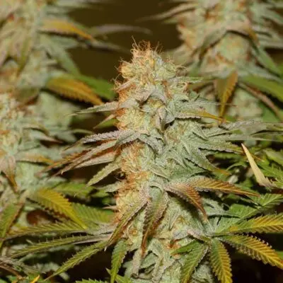SEEDSMAN - PEYOTE WIFI STRAIN - FEM PHOTO