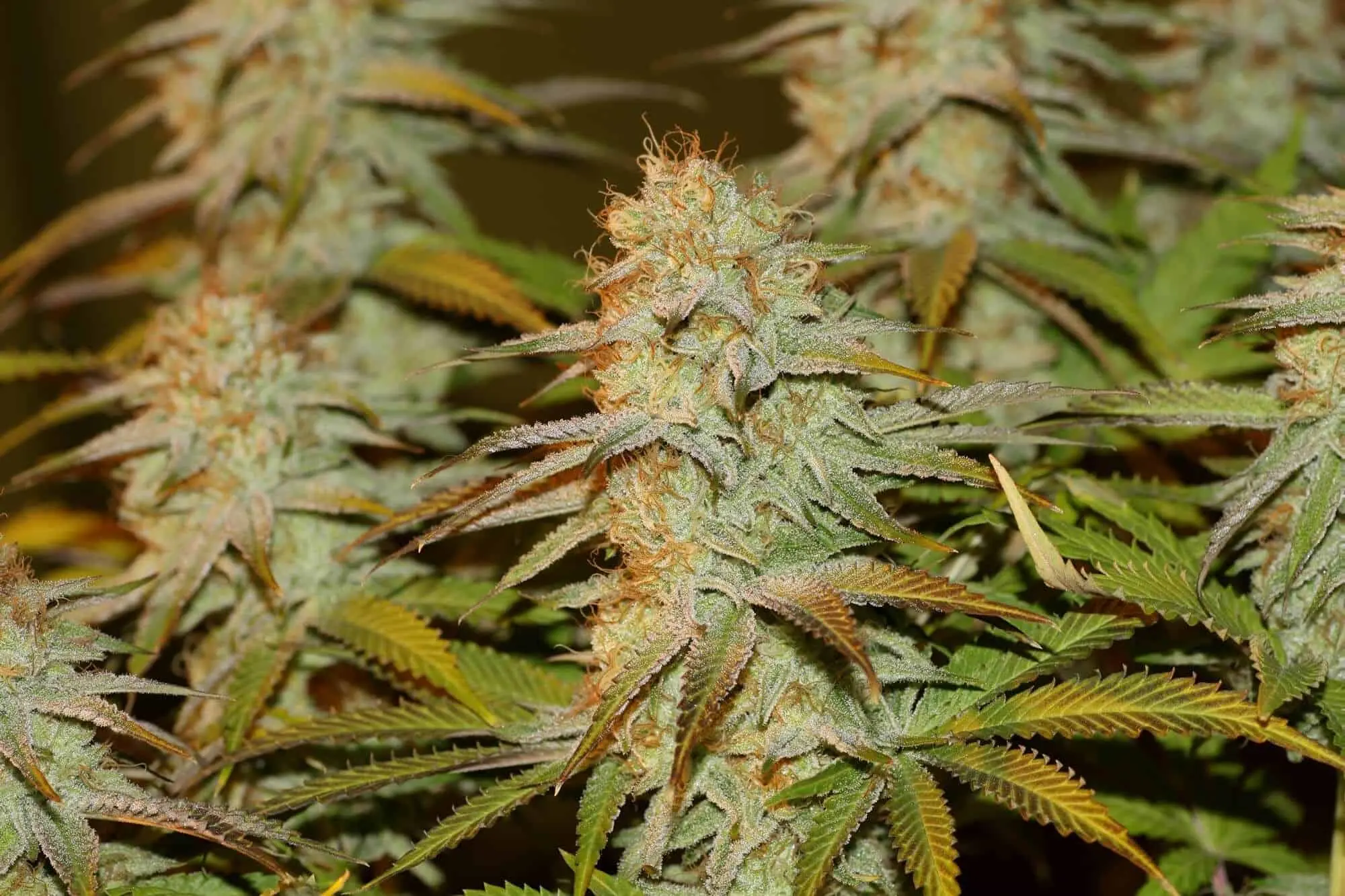 SEEDSMAN - PEYOTE WIFI STRAIN - FEM PHOTO