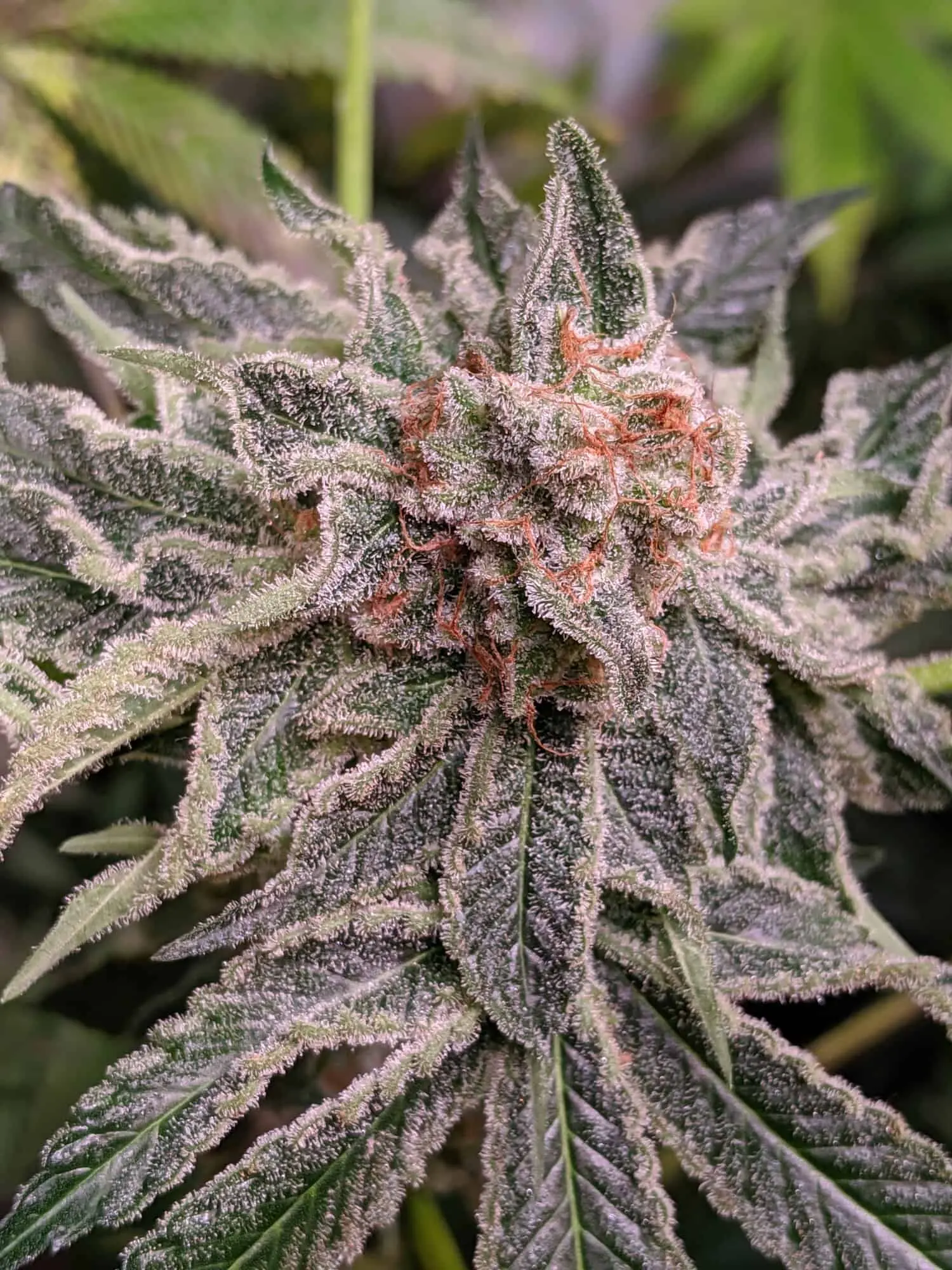 TWENTY20 - SNOWCAINE STRAIN - FEM PHOTO